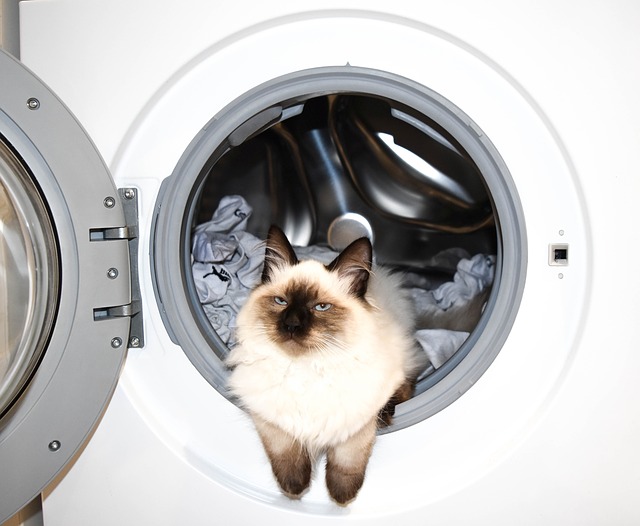 kočka v pračce.jpg
