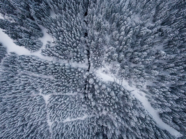 zimní les – letecký pohled