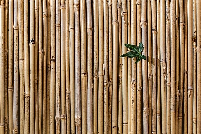 zdřevnatělý bambus.jpg