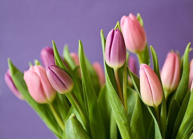 kytice růžových tulipánů
